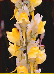 Butter and Eggs Toadflax