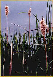 Cattail