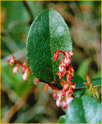 Salal