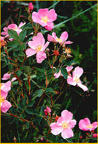 Wild Roses