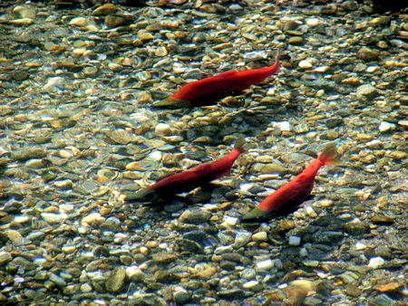 Spawning Salmon